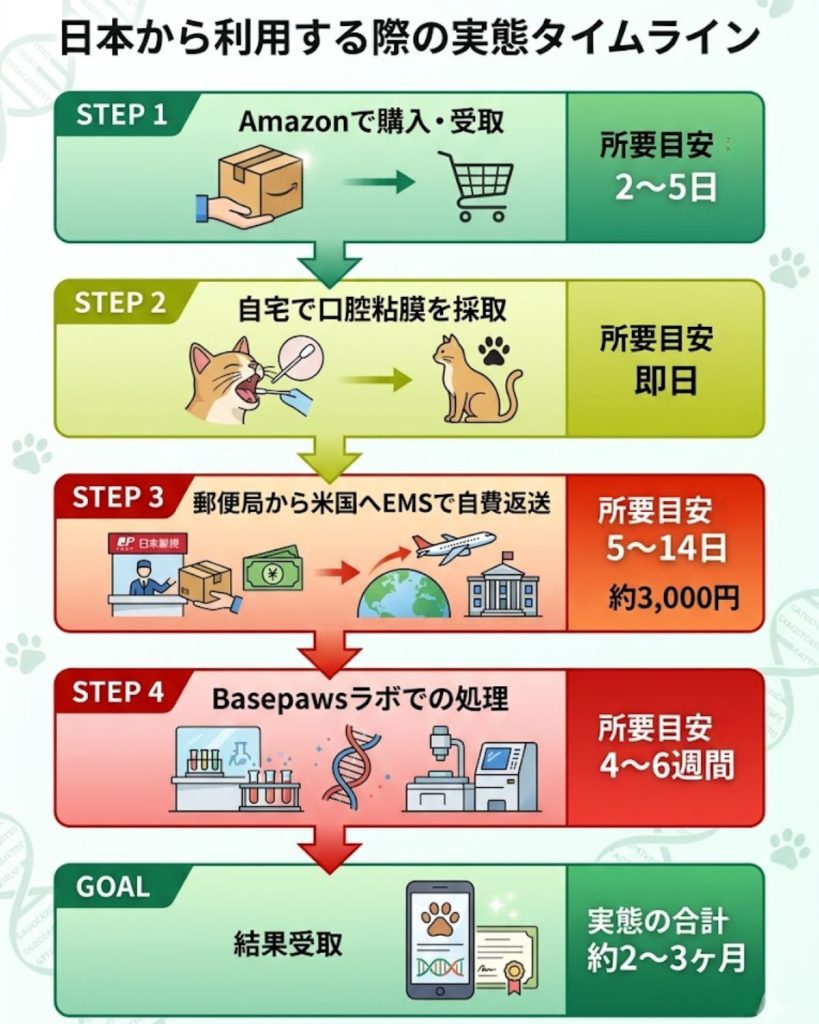 日本からBasepawsを利用する手順とタイムライン。Amazonでの購入から採取、米国への自費返送を経て、結果受取まで実態として2〜3ヶ月かかる