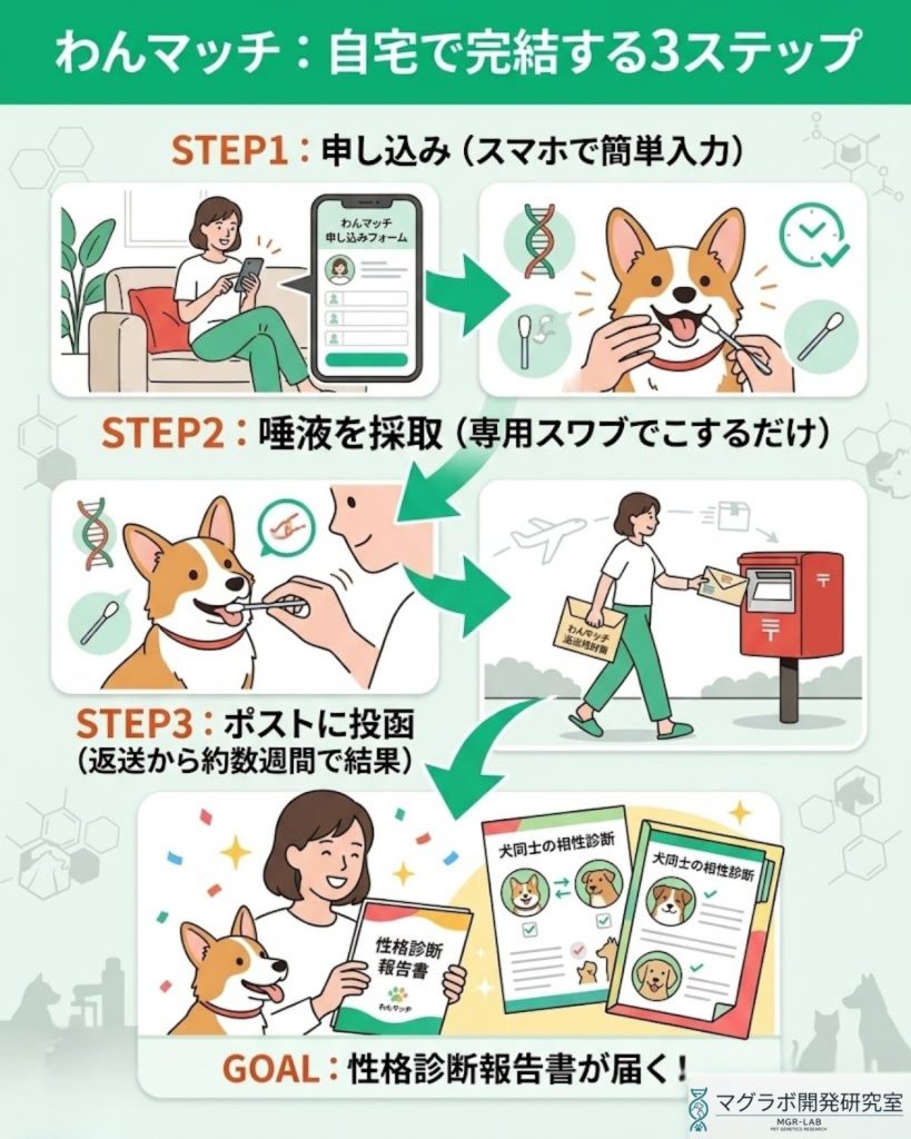 遺伝子検査「わんマッチ」の利用手順図解。申し込みから採取、返送、結果到着までの流れを解説。