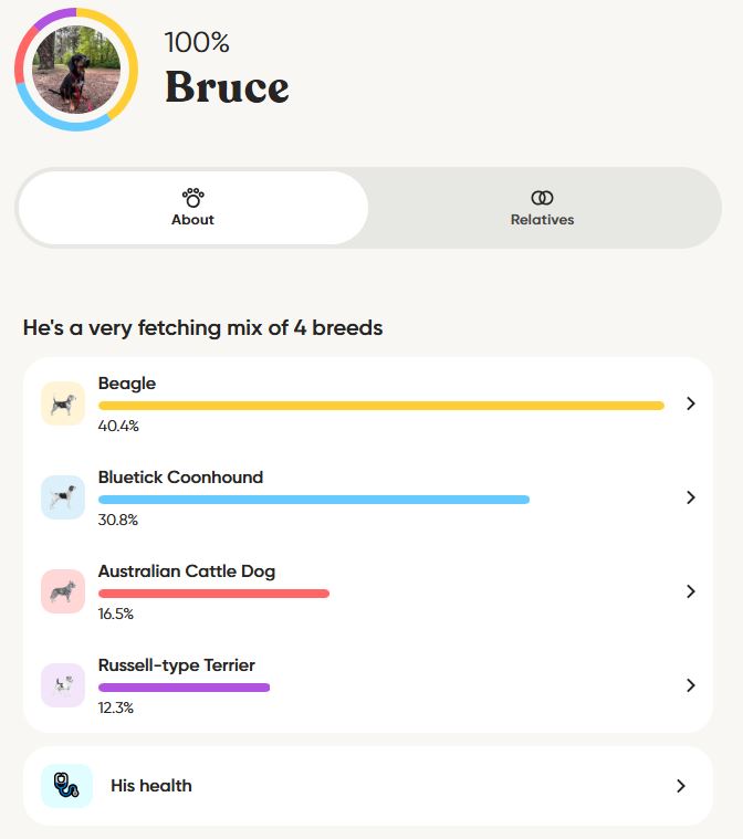 Embark犬DNA検査の英語レポート画面を、ブラウザの自動翻訳機能を使って日本語で表示・閲覧しているイメージ（2026年4月時点）