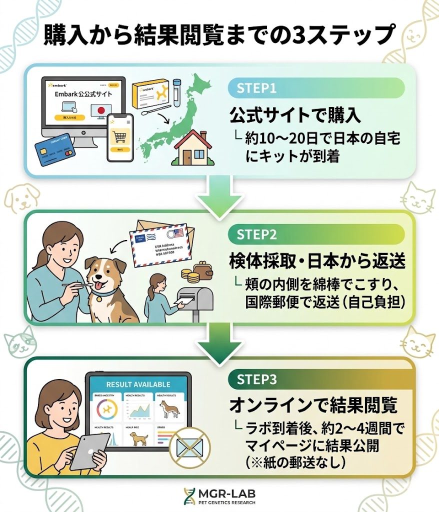 Embark購入から結果閲覧までのフロー。公式サイトで購入後、自宅で検体を採取して返送し、約2〜4週間後にオンラインで結果を閲覧する流れを図解